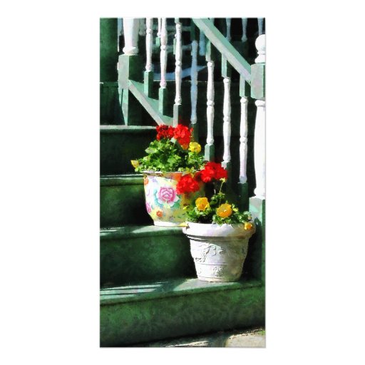 Geraniums and Pansies on Steps Photo Card