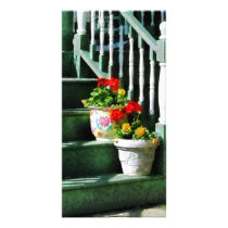 Geraniums and Pansies on Steps Photo Card