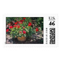 Geraniums in bucket postage