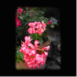Geraniums. Pelargonium flowers. Acrylic Cut Outs