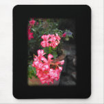 Geraniums. Pelargonium flowers. Mouse Pad