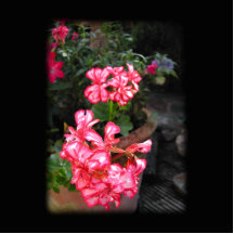 Geraniums. Pelargonium flowers. Photo Cutout