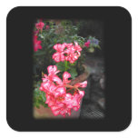 Geraniums. Pelargonium flowers. Stickers