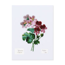 Geraniums Postcards