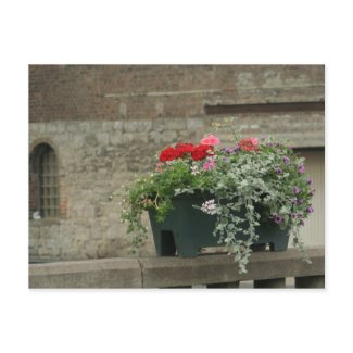 Geraniums postcard