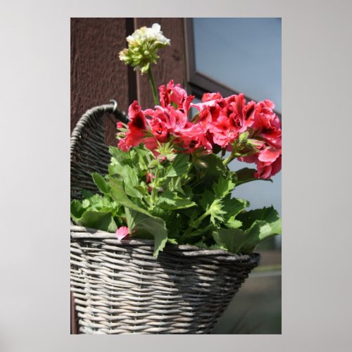 Basket with geraniums