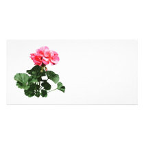 Geraniums Standing Tall photo cards