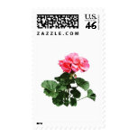 Geraniums Standing Tall Postage Stamp