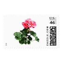Geraniums Standing Tall Postage