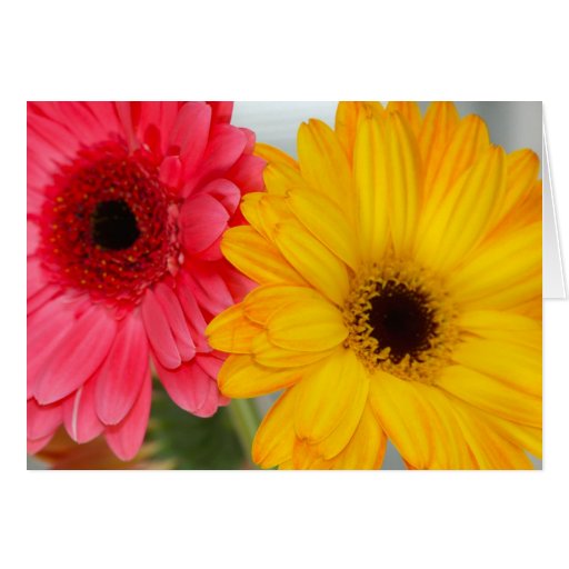 Gerber Daises Friendship Greeting Card
