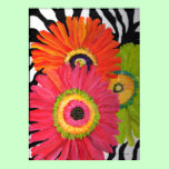 Gerber Daisies on Zebra Background posters