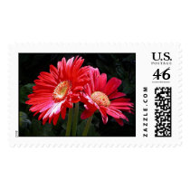Gerber Daisies postage
