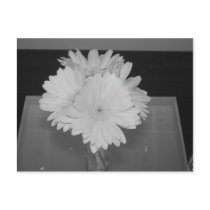 Gerber Daisies postcards by gkrew1 Gerber Daisies postcards