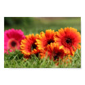 Gerber Daisies posters by utachick02 Gerber Daisies posters