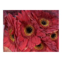 Gerber Daisies posters