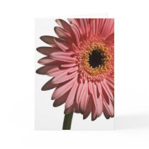 Gerber Daisy #2 Card