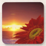 Gerber Daisy and sunset Coaster