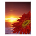 Gerber Daisy and sunset Letterhead Template
