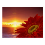 Gerber Daisy and sunset Post Card