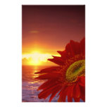 Gerber Daisy and sunset Stationery Design