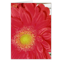Gerber Daisy cards by dannamarie72 Gerber Daisy cards