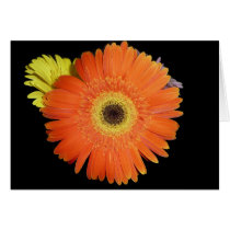 Gerber Daisy Card