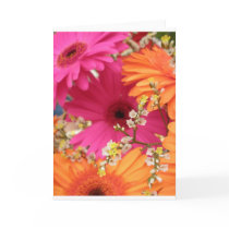 Gerber Daisy Greeting Cards