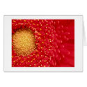 Gerber Daisy cards