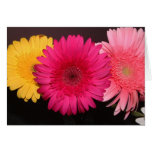 Gerber Daisy card