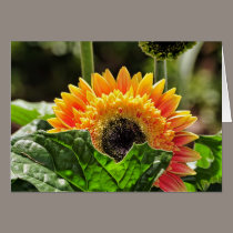 Gerber Daisy cards