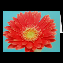 Gerber Daisy Delight cards
