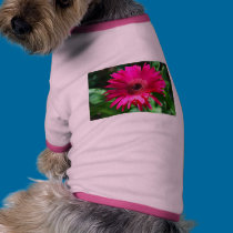 Gerber Daisy pet clothing