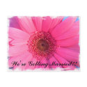 Gerber Daisy Invitation postcards