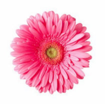 Gerber Daisy magnet photo sculptures by Emmalou_90 Gerber Daisy magnet photo sculptures