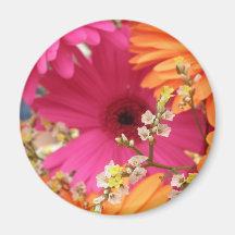 Gerber Daisy Magnets