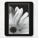 Gerber Daisy Mousepad