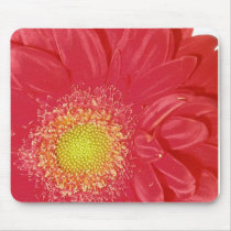 Gerber Daisy mousepads by dannamarie72 Gerber Daisy mousepads