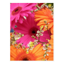 Gerber Daisy Post Cards