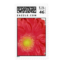 Gerber Daisy postage by dannamarie72 Gerber Daisy postage