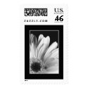 Gerber Daisy Postage Stamp