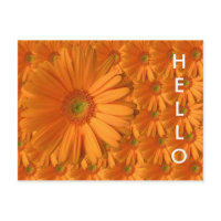 Gerber Daisy postcard
