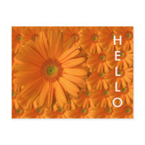 Gerber Daisy postcards