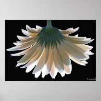 Gerber Daisy Poster