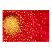 Gerber Daisy posters by mlane53 Gerber Daisy posters