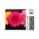 Gerber Daisy Stamp
