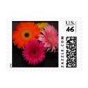 Gerber Daisy Stamp by bkang22 Gerber Daisy Stamp