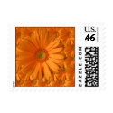 gerber daisy stamp small