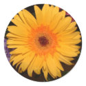 Gerber Daisy Stamp stickers by bkang22 Gerber Daisy Stamp stickers