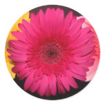 Gerber Daisy Sticker