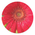 Gerber Daisy Sticker by HGroseclose Gerber Daisy Sticker